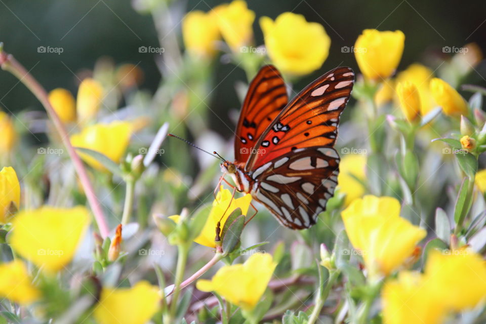 Butterfly Closeup