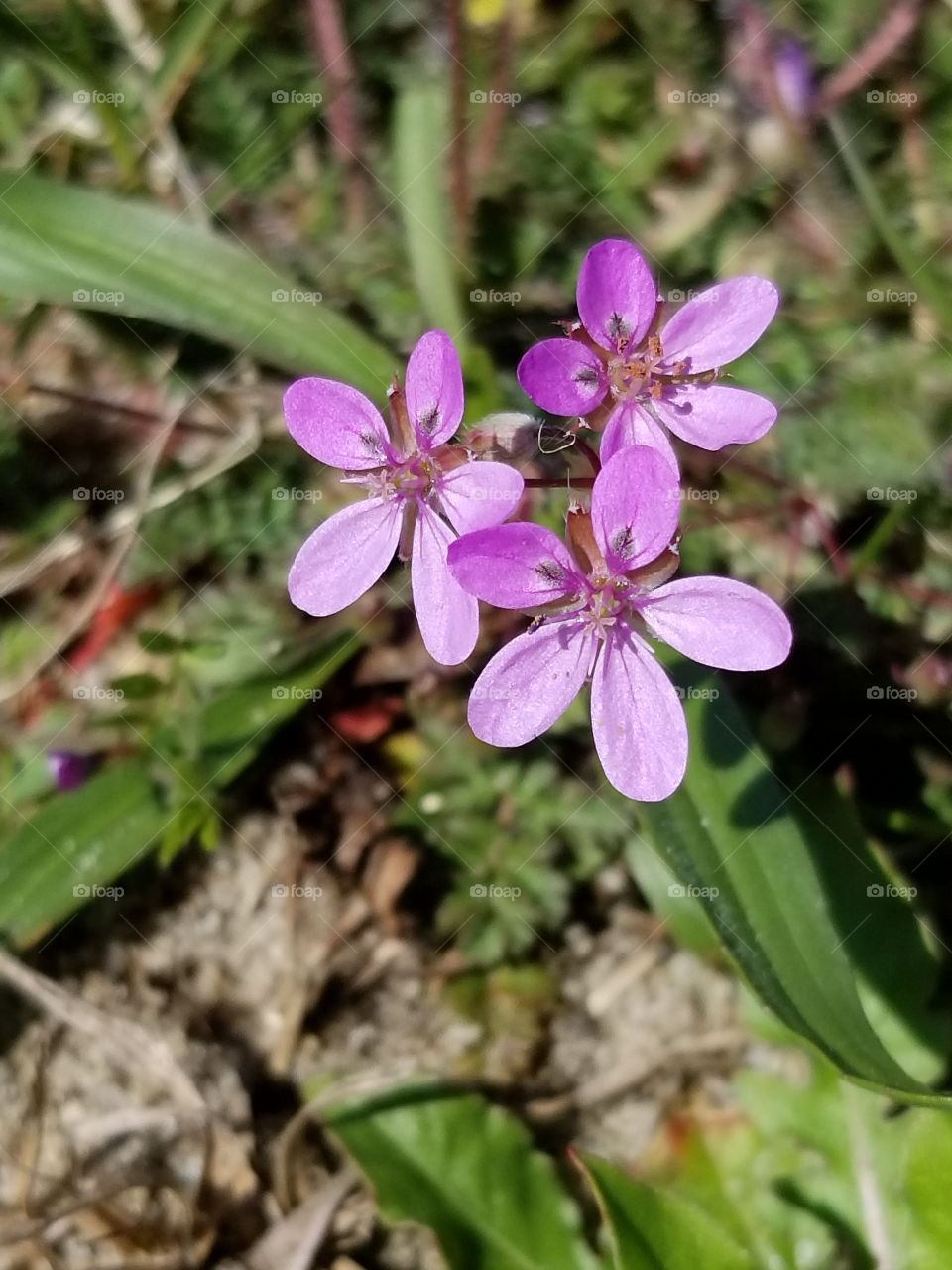 Tiny pink flowering plant