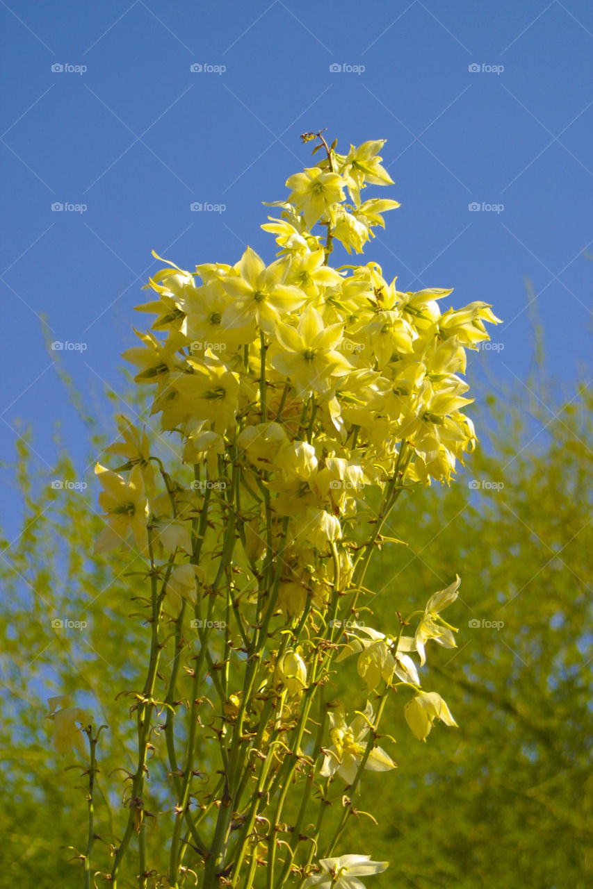 THE BOTANICAL GARDEN PHOENIX ARIZONA