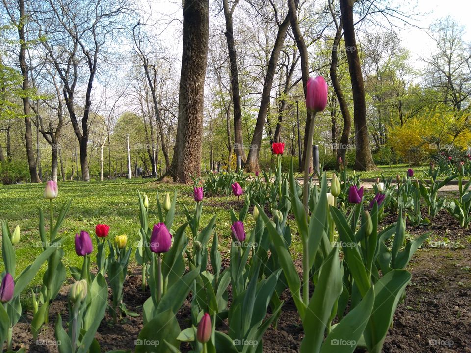 Spring flowers. Tulip.