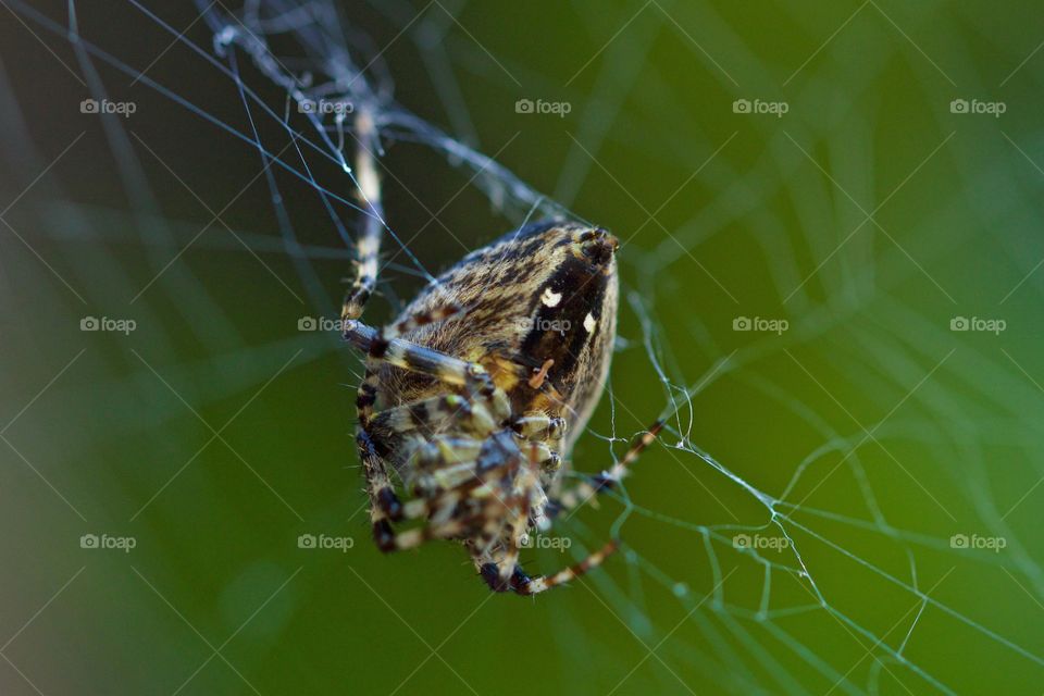 Spider On cobweb