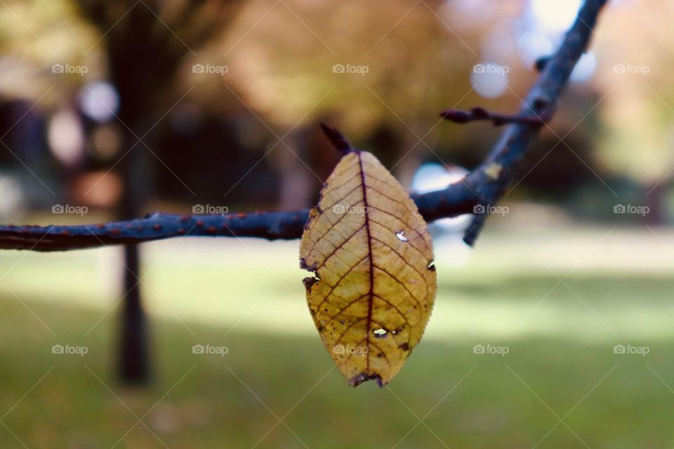 One fall leaf 
