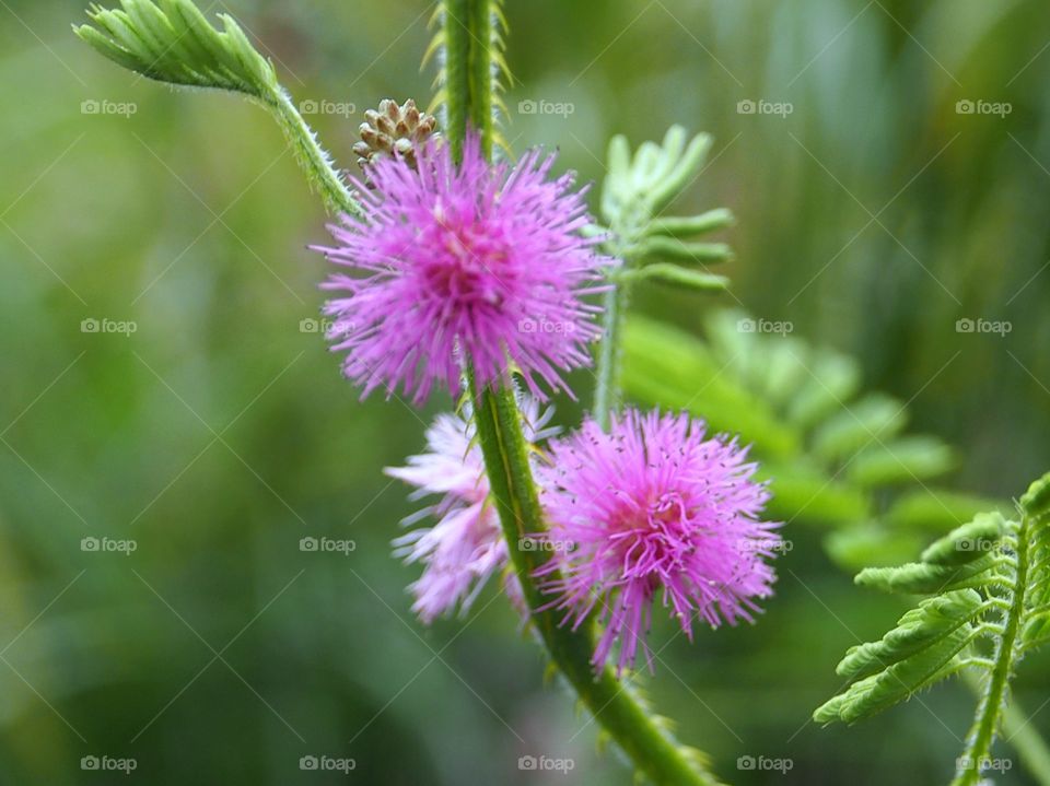 Sensitive flower