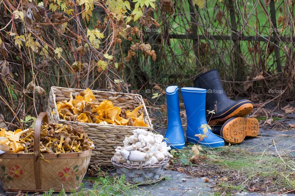 Chanterelles, mushrooms