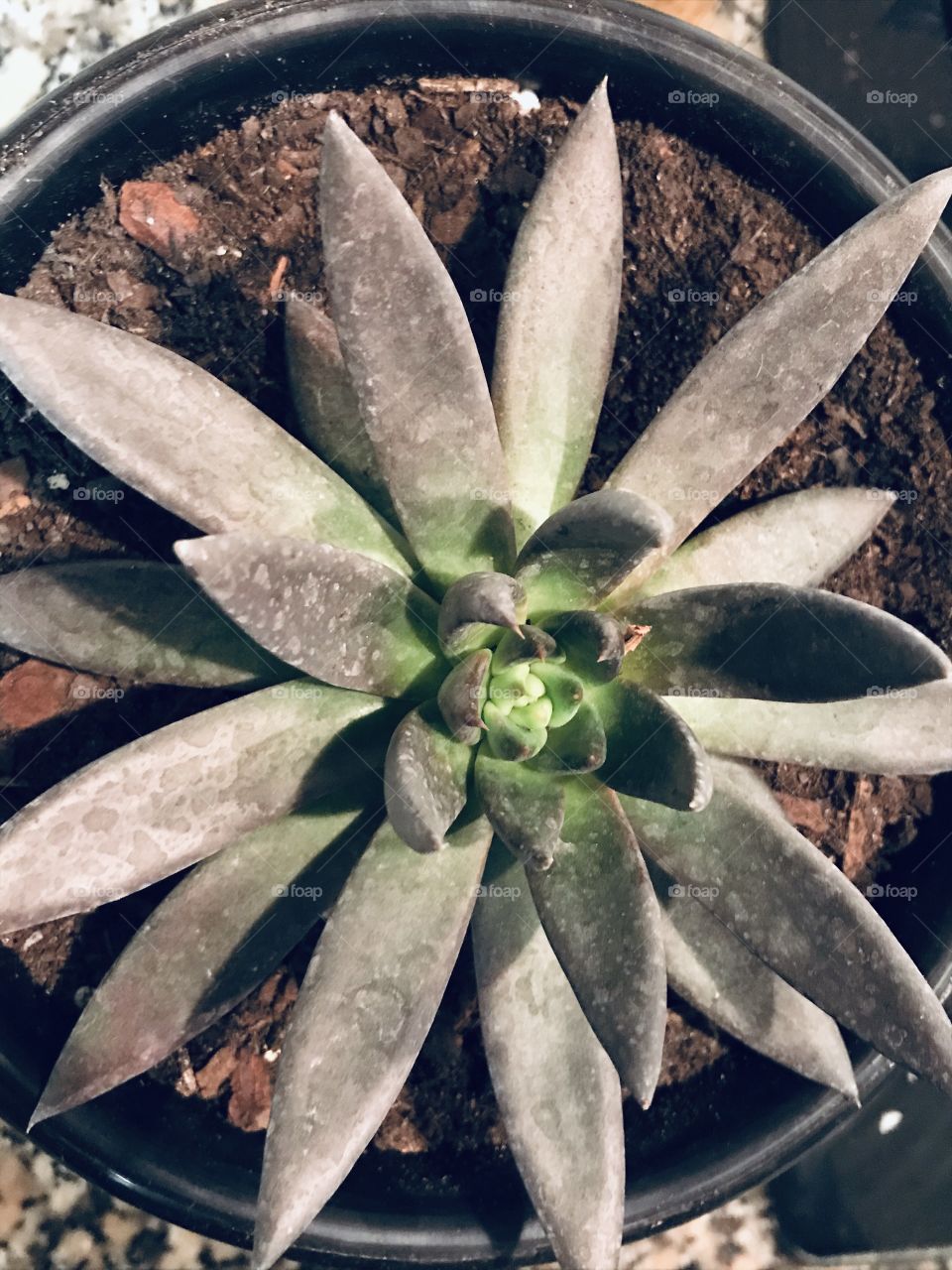 Echeveria Black Prince