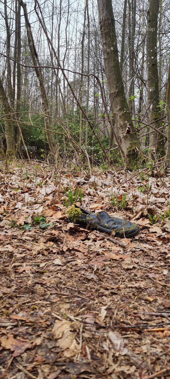 Schuh im Wald