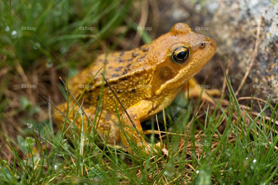 yellow toad