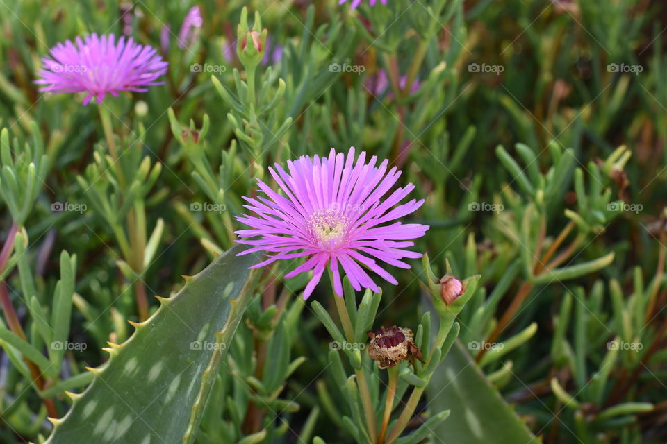 Sunbeam flower with striking color hidden among cacti