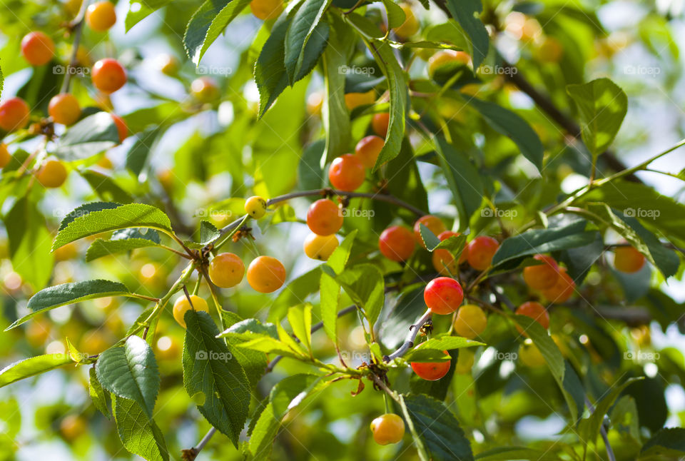 Bright colors of summer  concept  ! Ripe and unripe cherry on a branch in garden. close up.