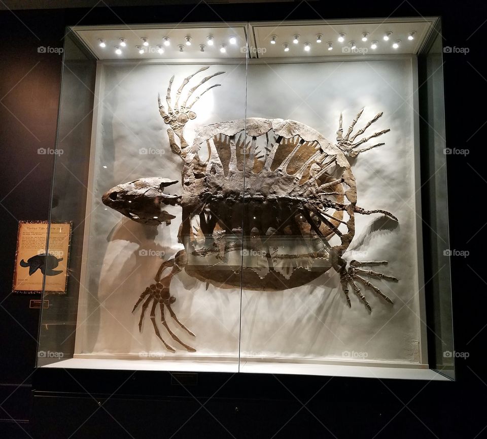 fossil of a big turtle