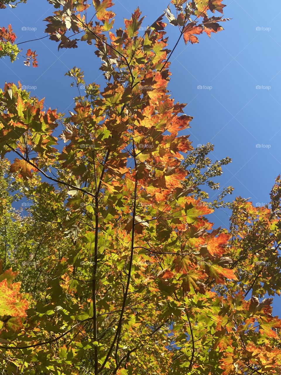 Maple in fall