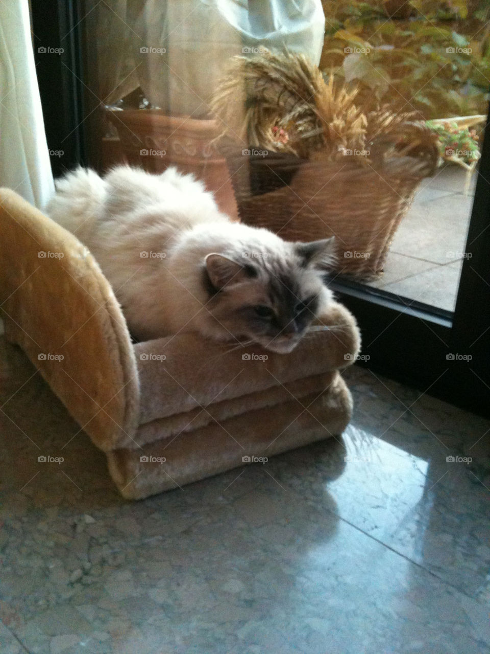 cat couch sofa by geekz