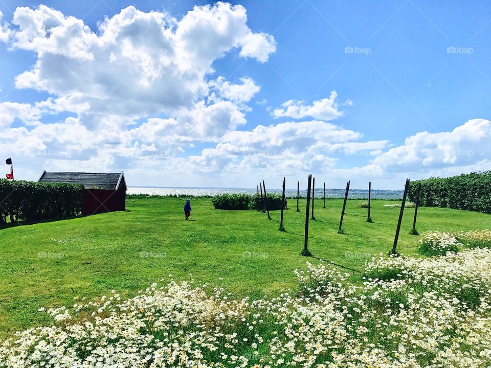 Grass, No Person, Landscape, Outdoors, Hayfield