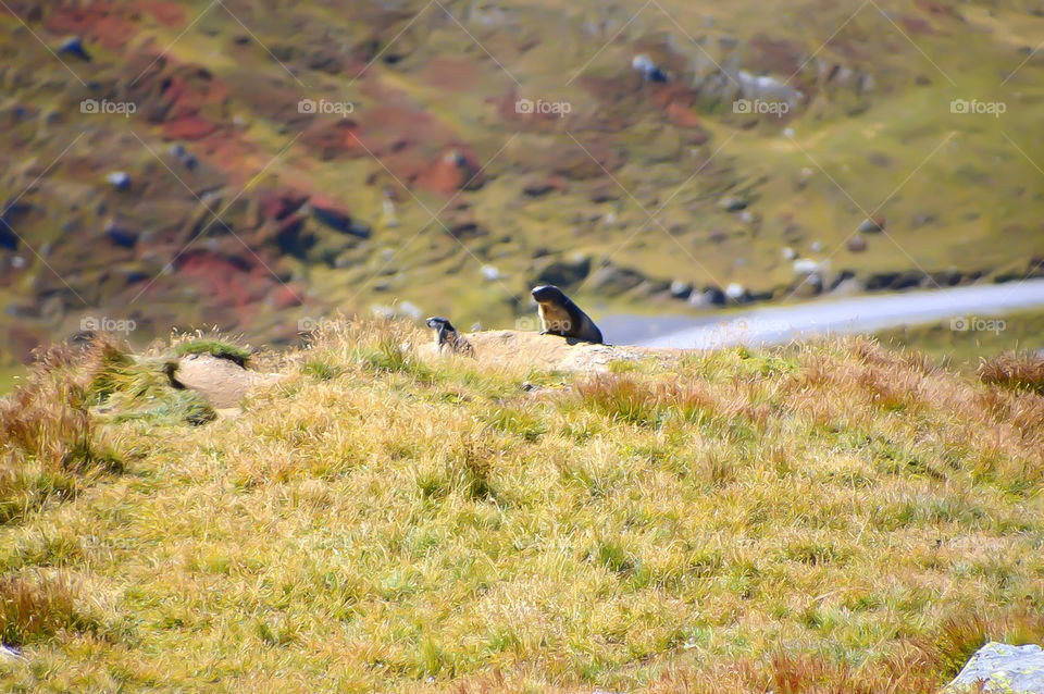 Marmot in the Mountain 