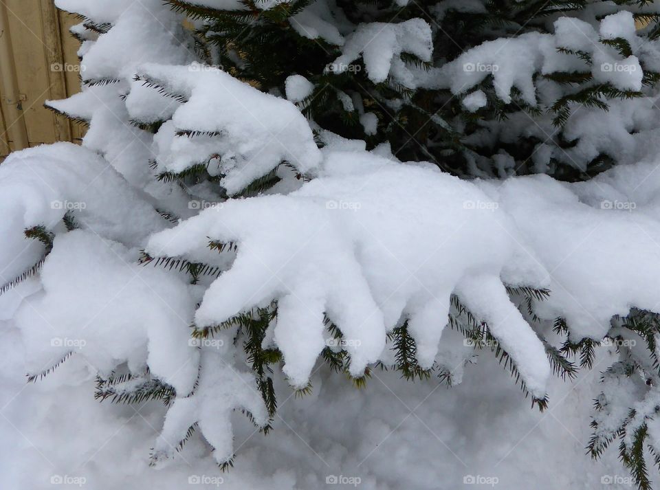 Snow on a fir branch