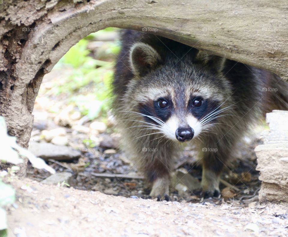 Raccoon peaking out from under a log