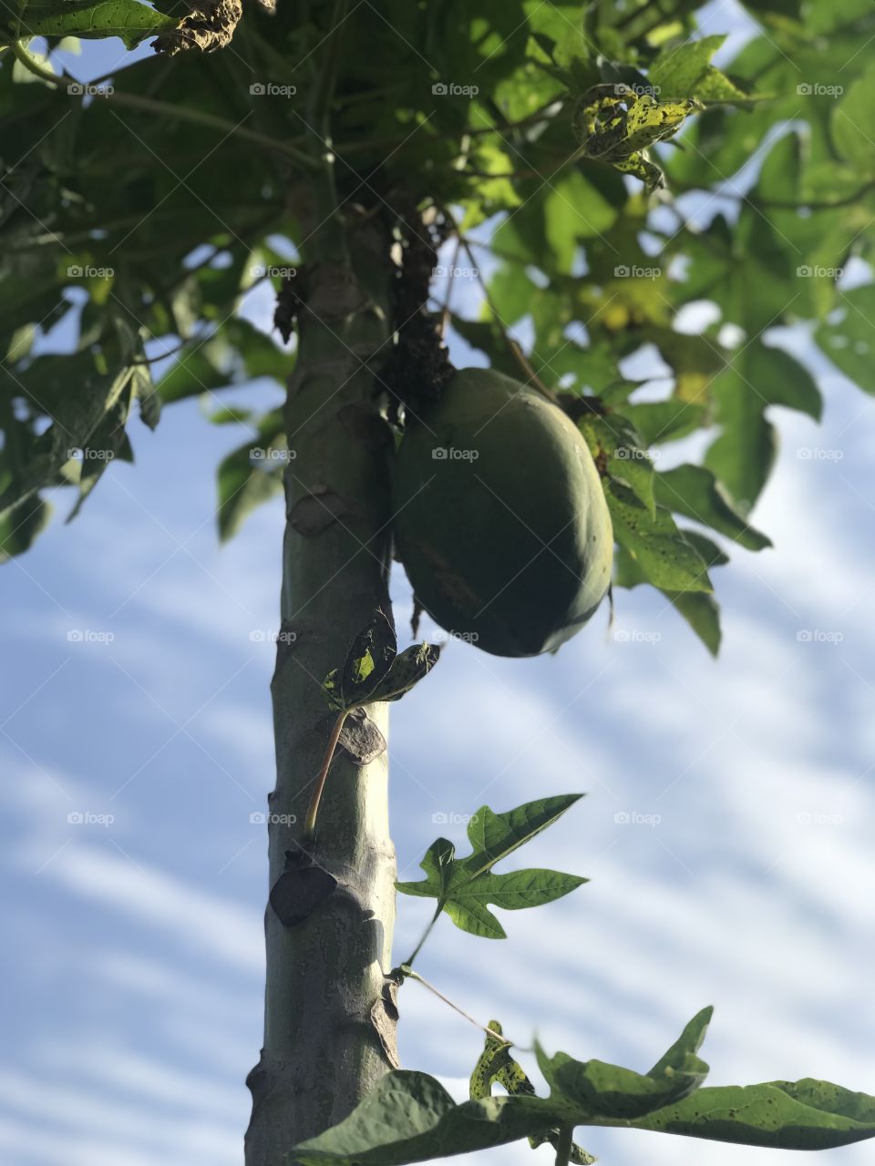 Papaya