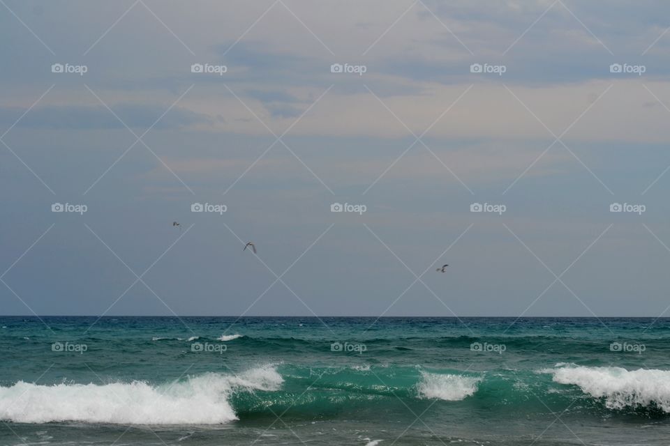 Sandpipers Aflight. Sandpipers flying above the waves
