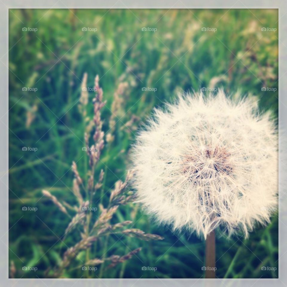 pusteblume