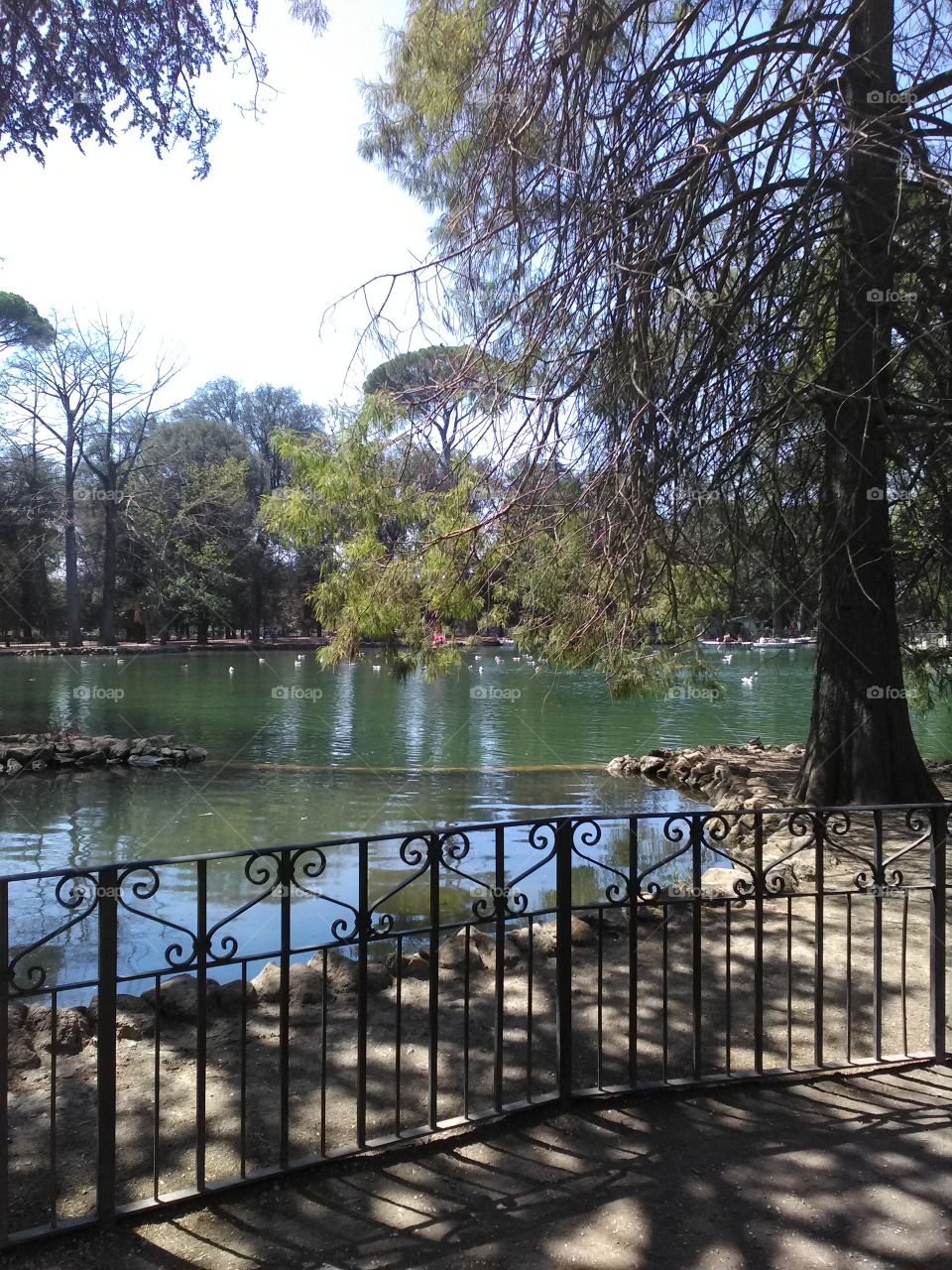 Tree, Water, Nature, Lake, Reflection