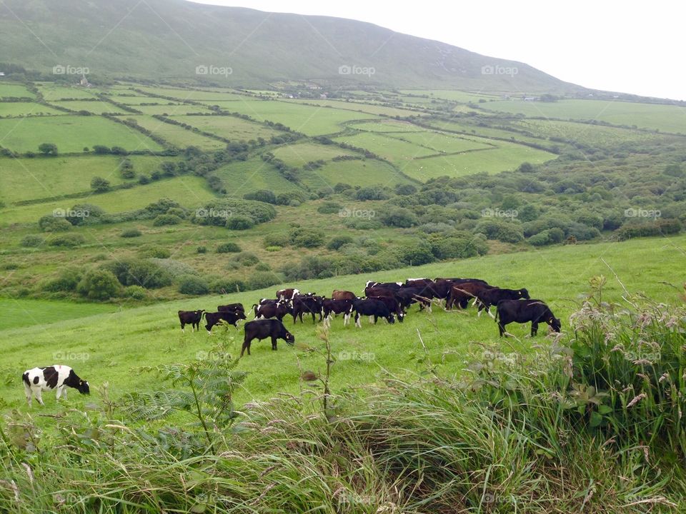 Cows on hill