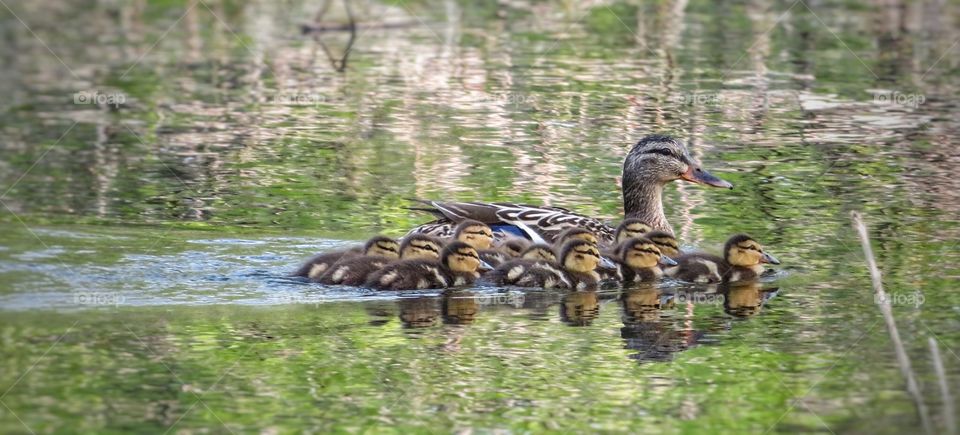 Mallard duck and ducklings