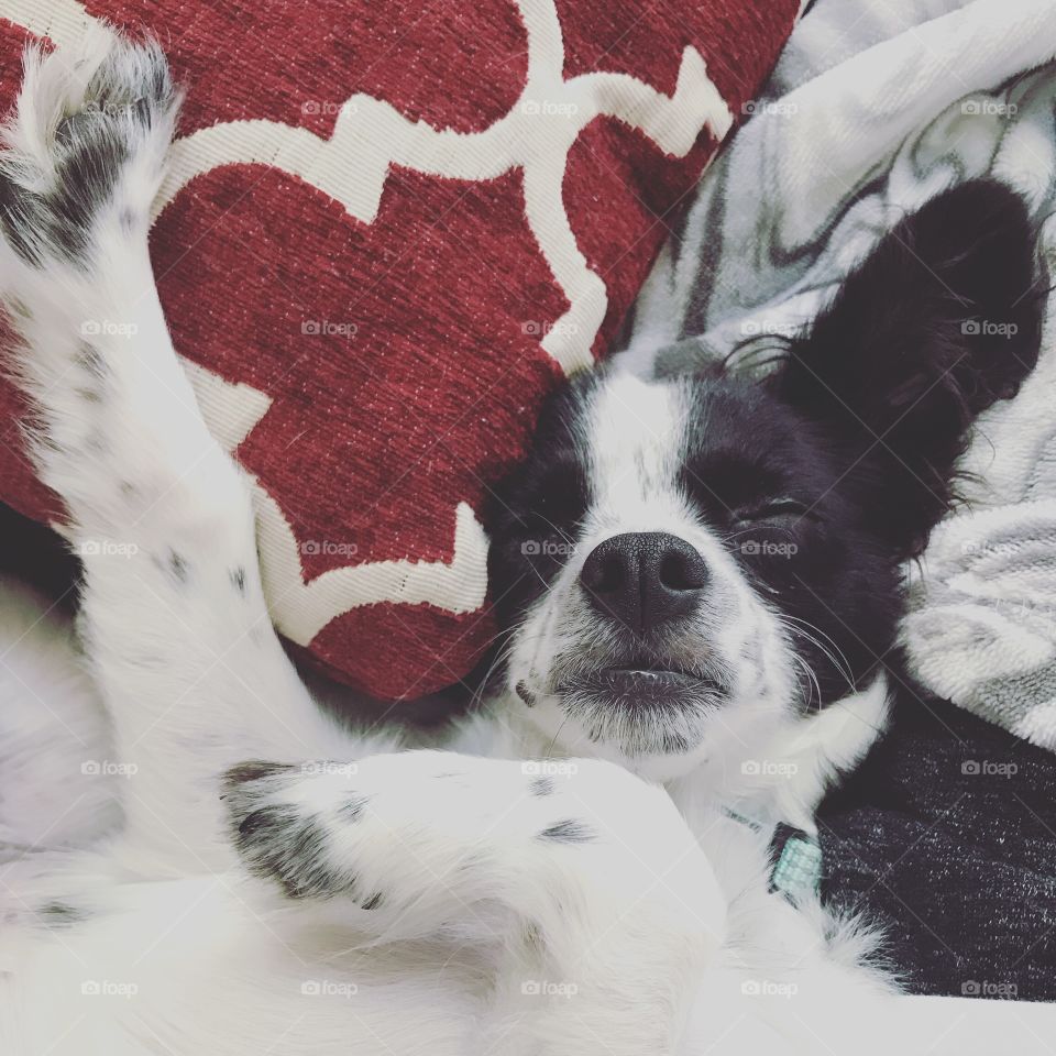 Sleepy Chihuahua Puppy Stretching