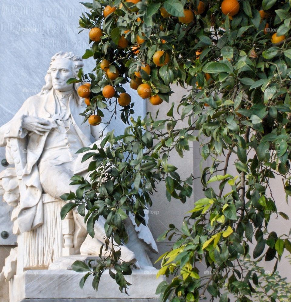 Oranges in Spain