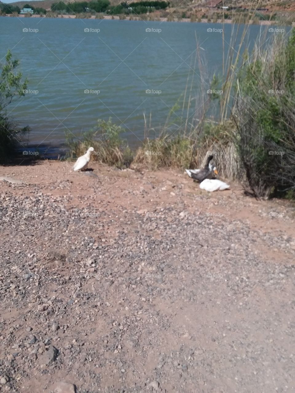 ducks