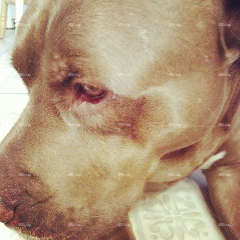 remy, up close. my dog, looking guilty after swiping about 30 angel food cupcakes off of the cooling rack on the table  