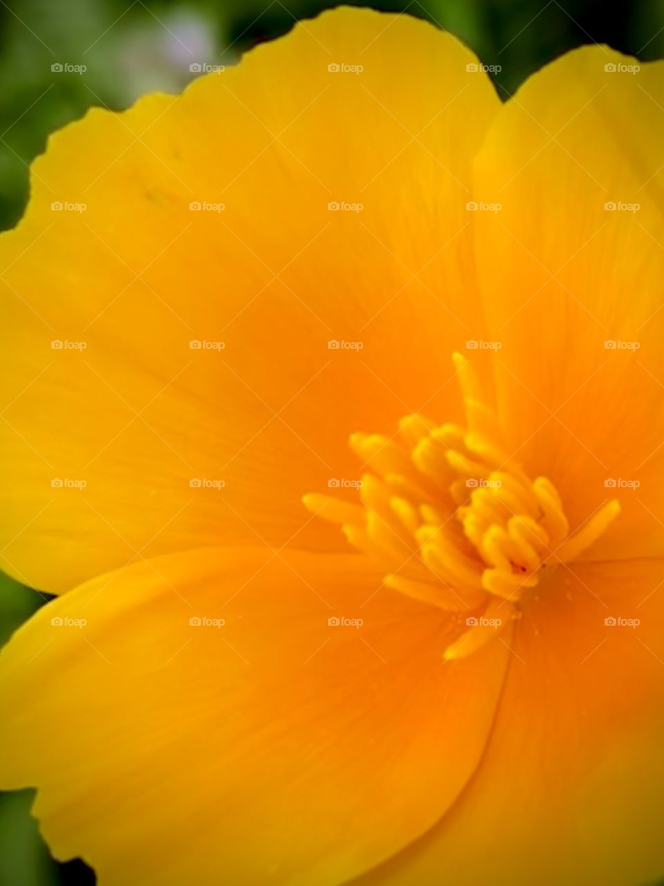 Close up of the center of a flower