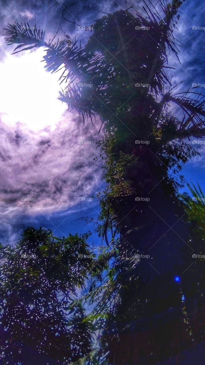 palm tree, looks creepy tree,Kolang-kaling is the core of the seeds of the roof fruit, which is also known as the fruit of the enau or palm tree