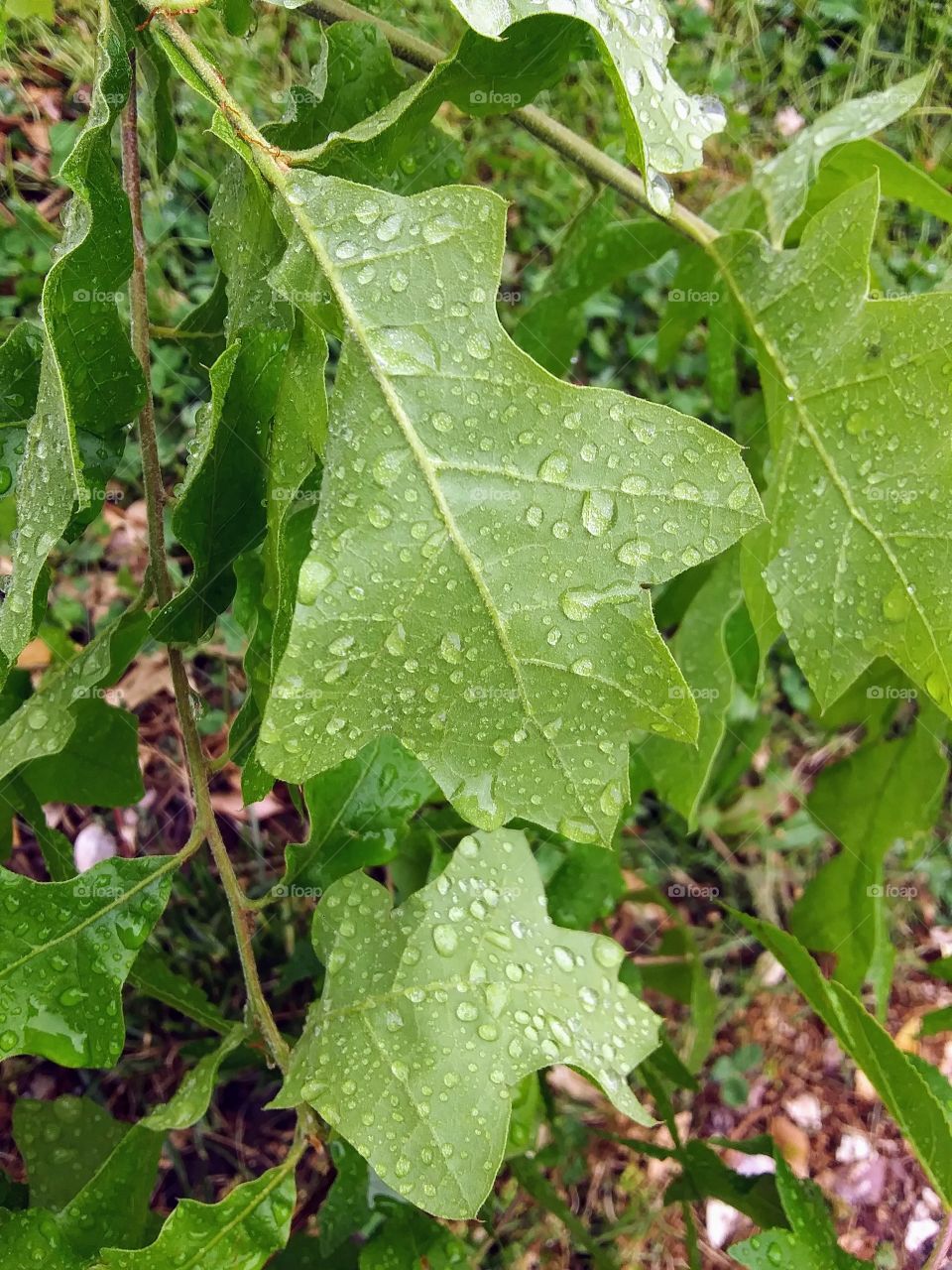 wet oak leaves
