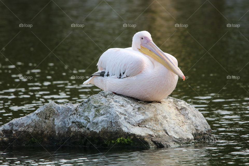 pelican