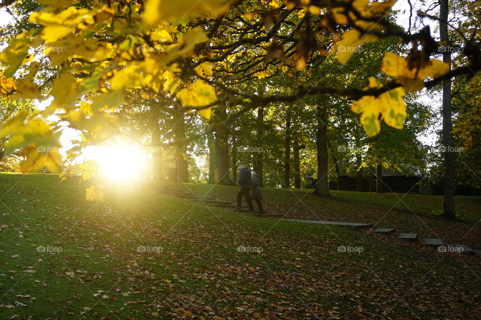 Autumnal walk in the park 