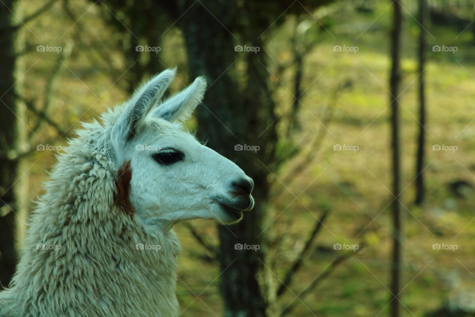 wild llama