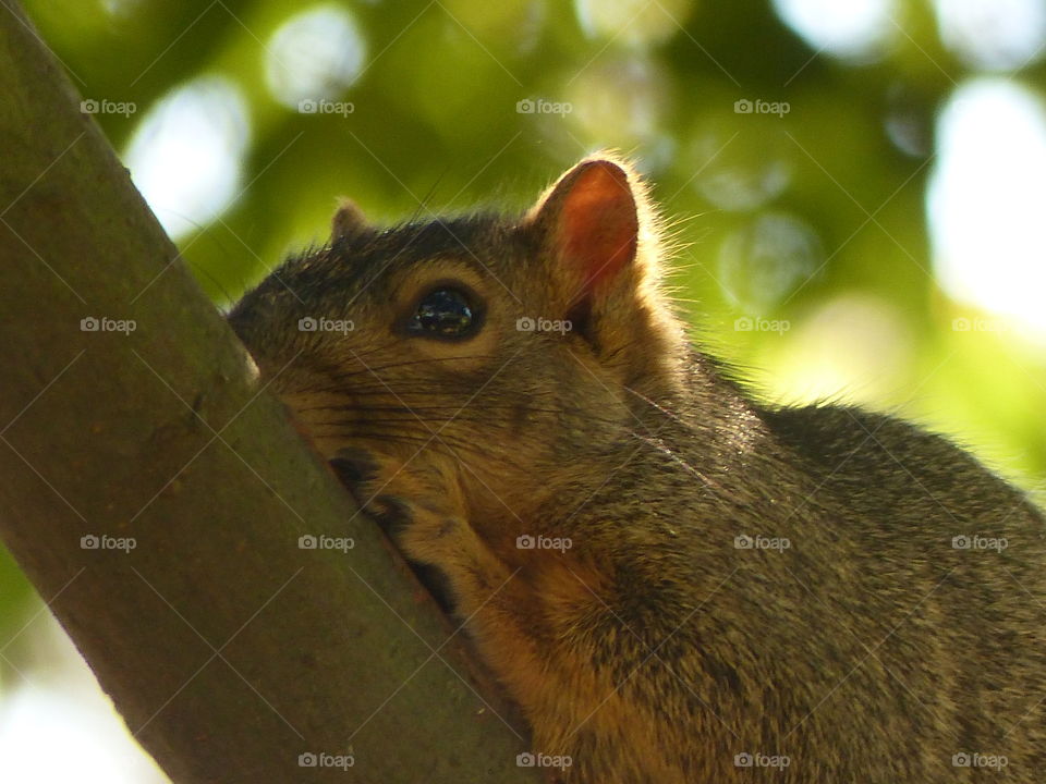 One eye portrait of a squirrel 