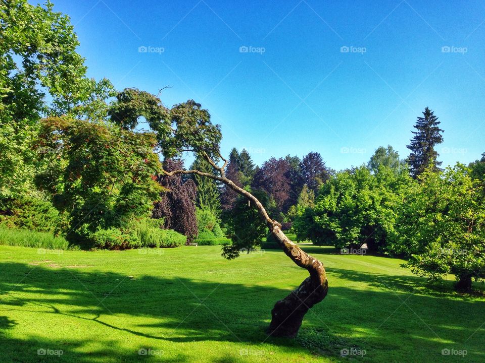 Tree. Standing alone