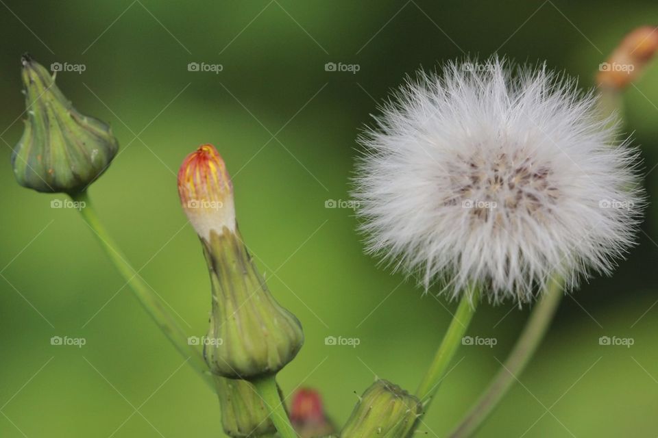 Dandelion in bloom and bud