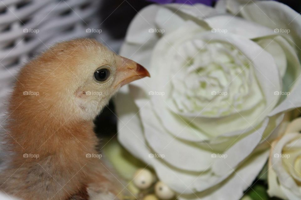 Chick and flower. Chick and flower