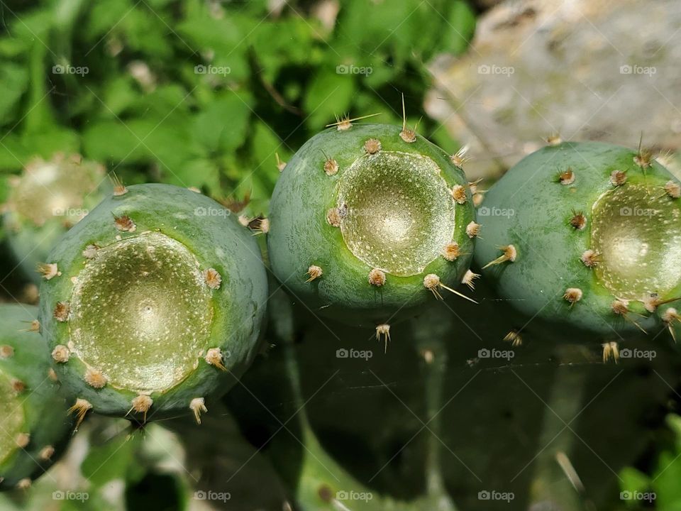 Circle in nopales cacti fruit