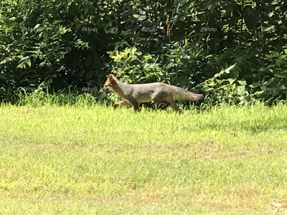 Fox in the grass
