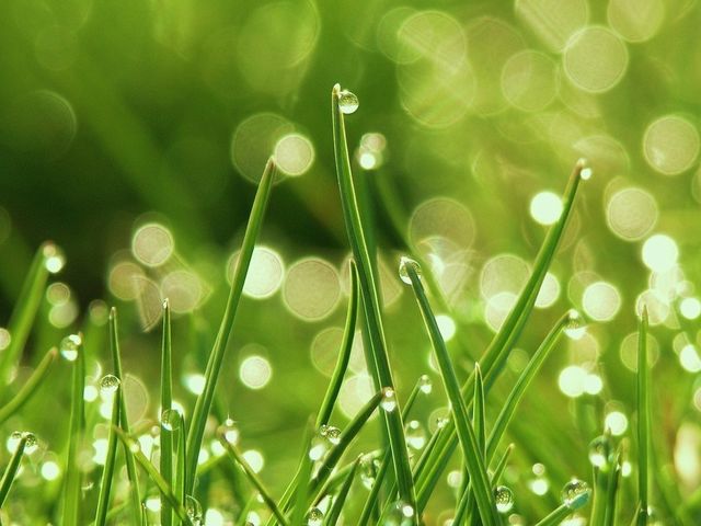 Morning dew
