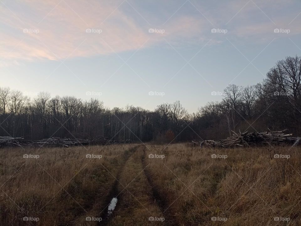 The road through the forest thicket