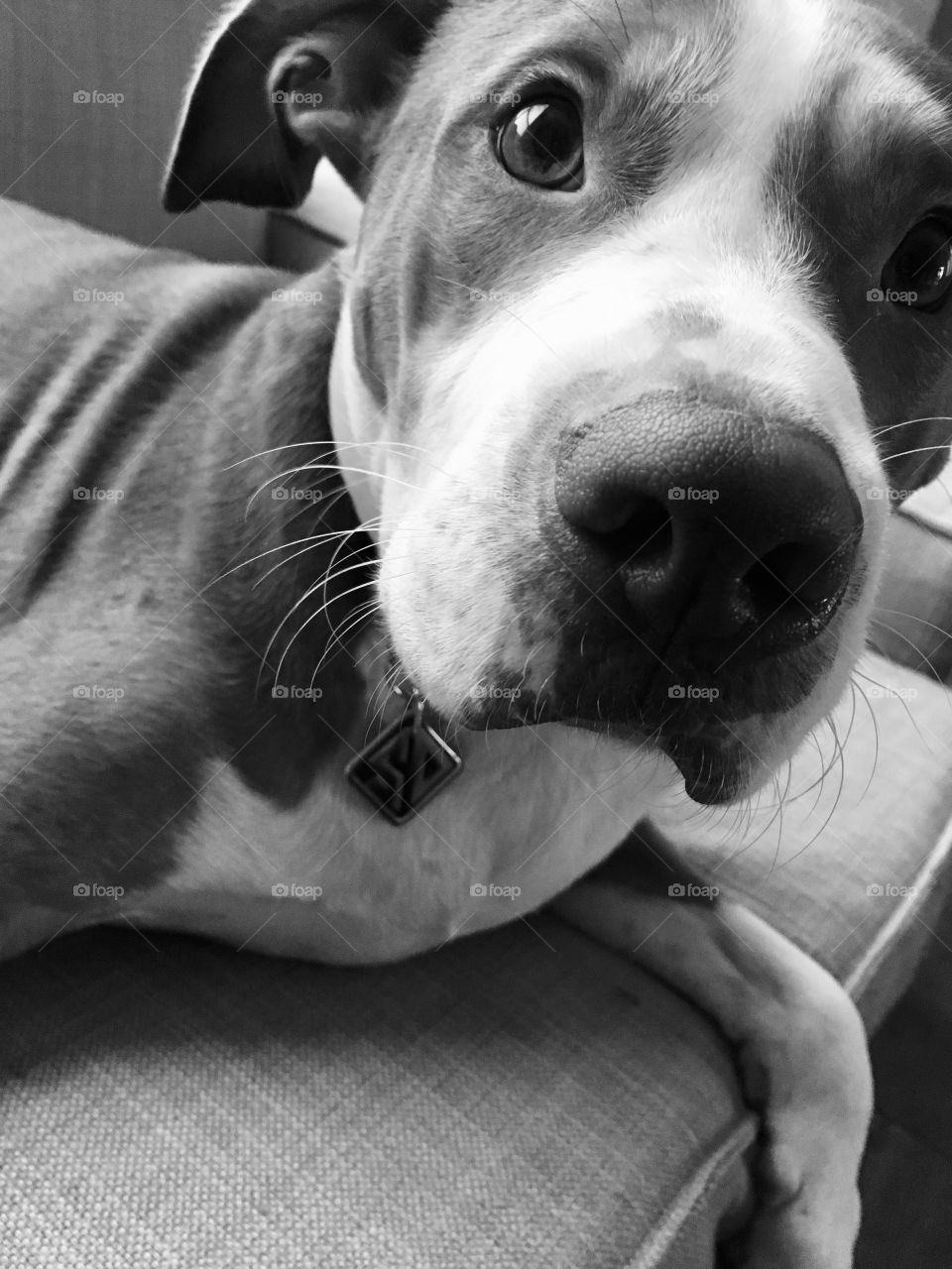 Rescue dog wearing his new SD (Scooby Doo)tag and collar in black and white 