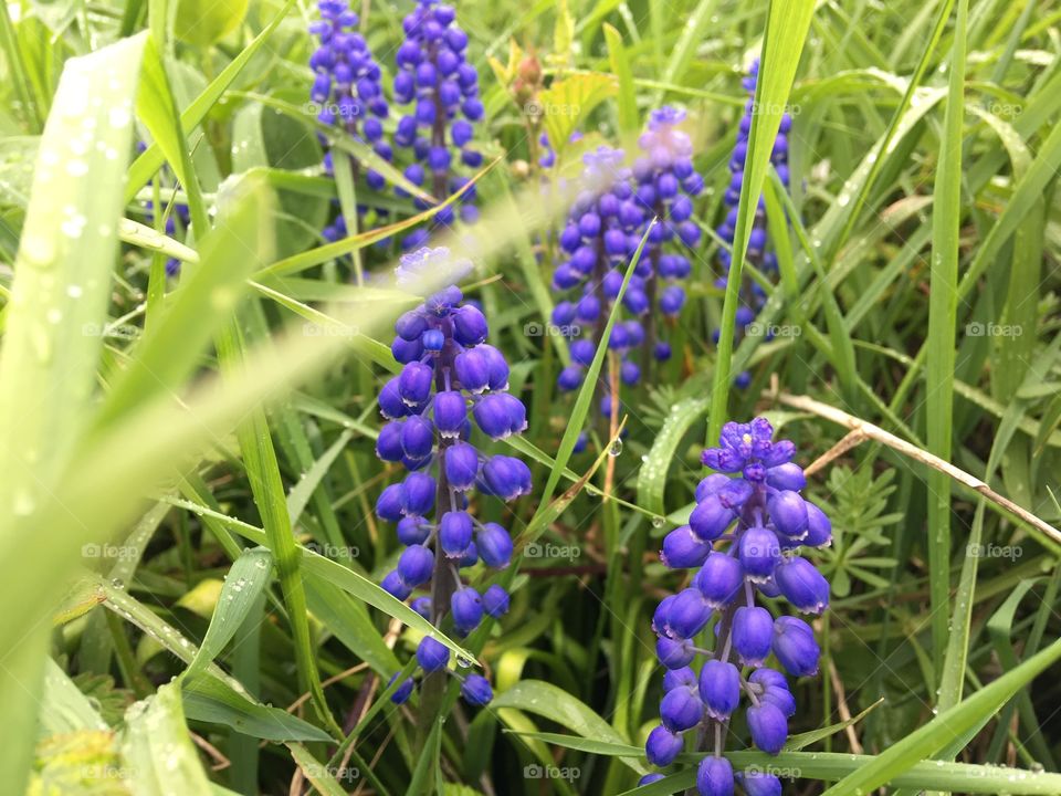 Flowers blooming in grass