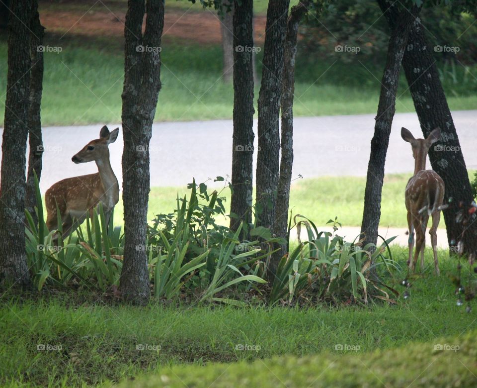 Twin Fawns in Nature