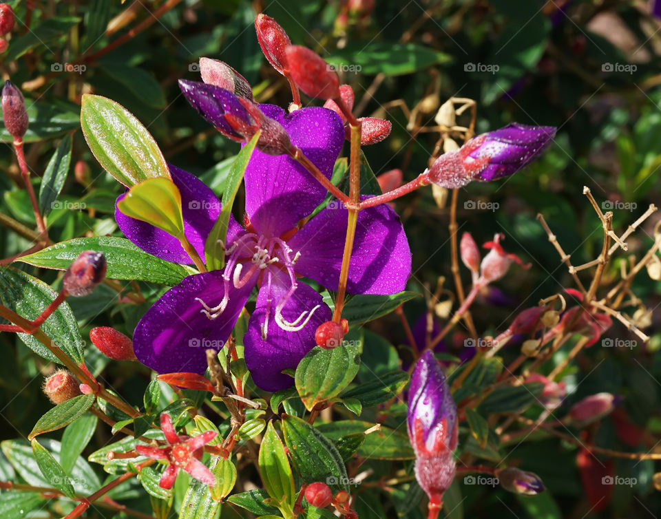 Purple Tibouchina with buds