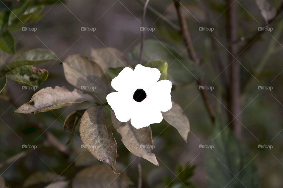 white flower in my gardan