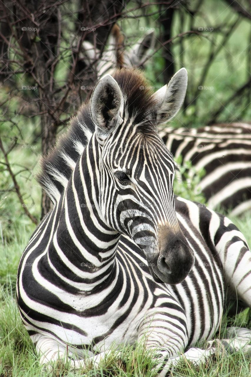 resting zebras